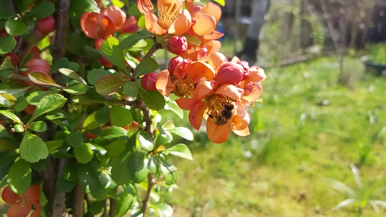 Nordische Quitte Cido - auch einer unserer Bienenfreunde