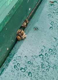 Bienen im Regen